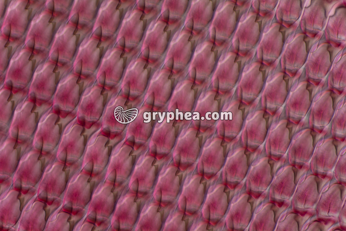 Escargot - Radula (langue rapeuse) x100 - gryphea.com